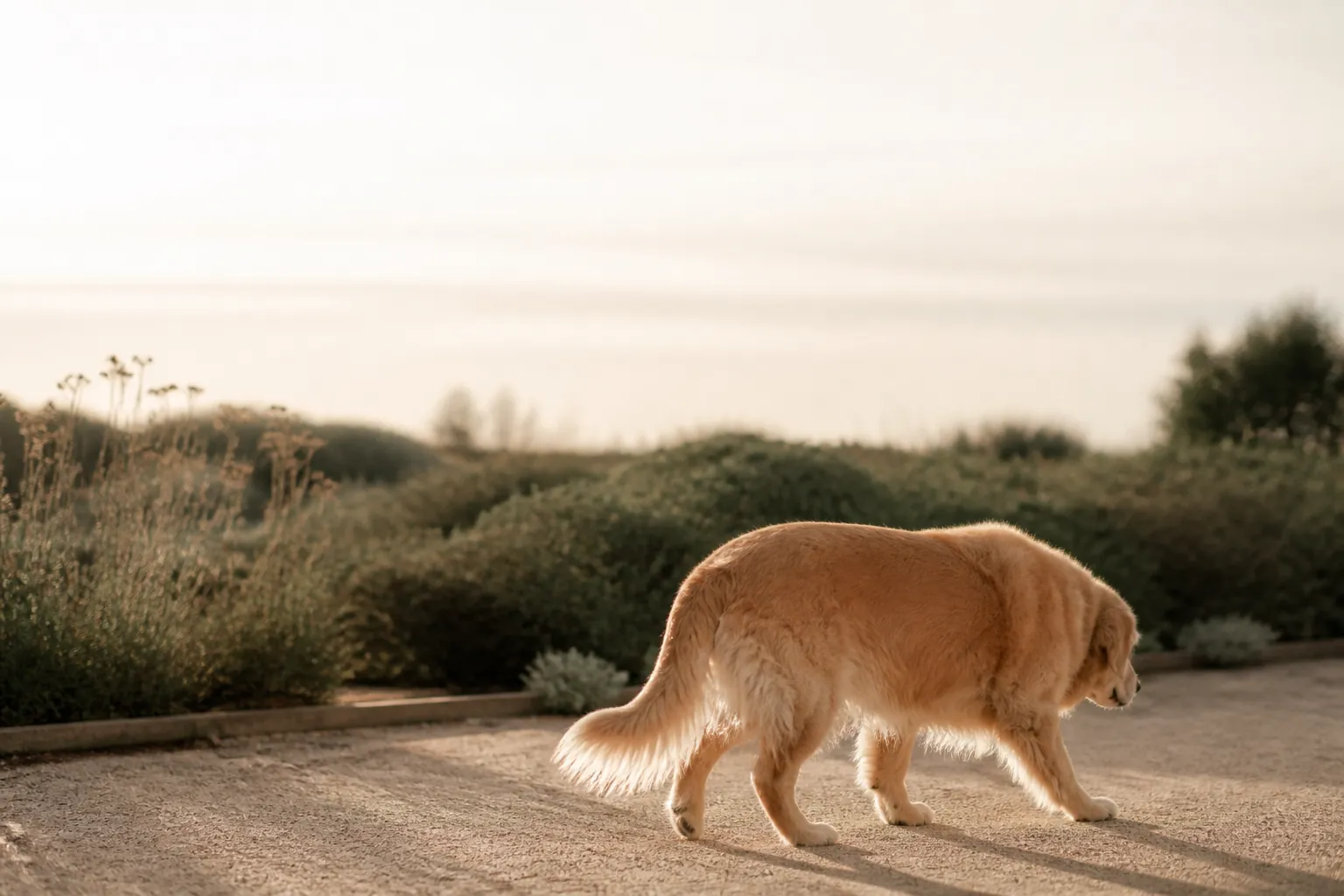 L'arthrose du chien se paie toute la vie en frais véto