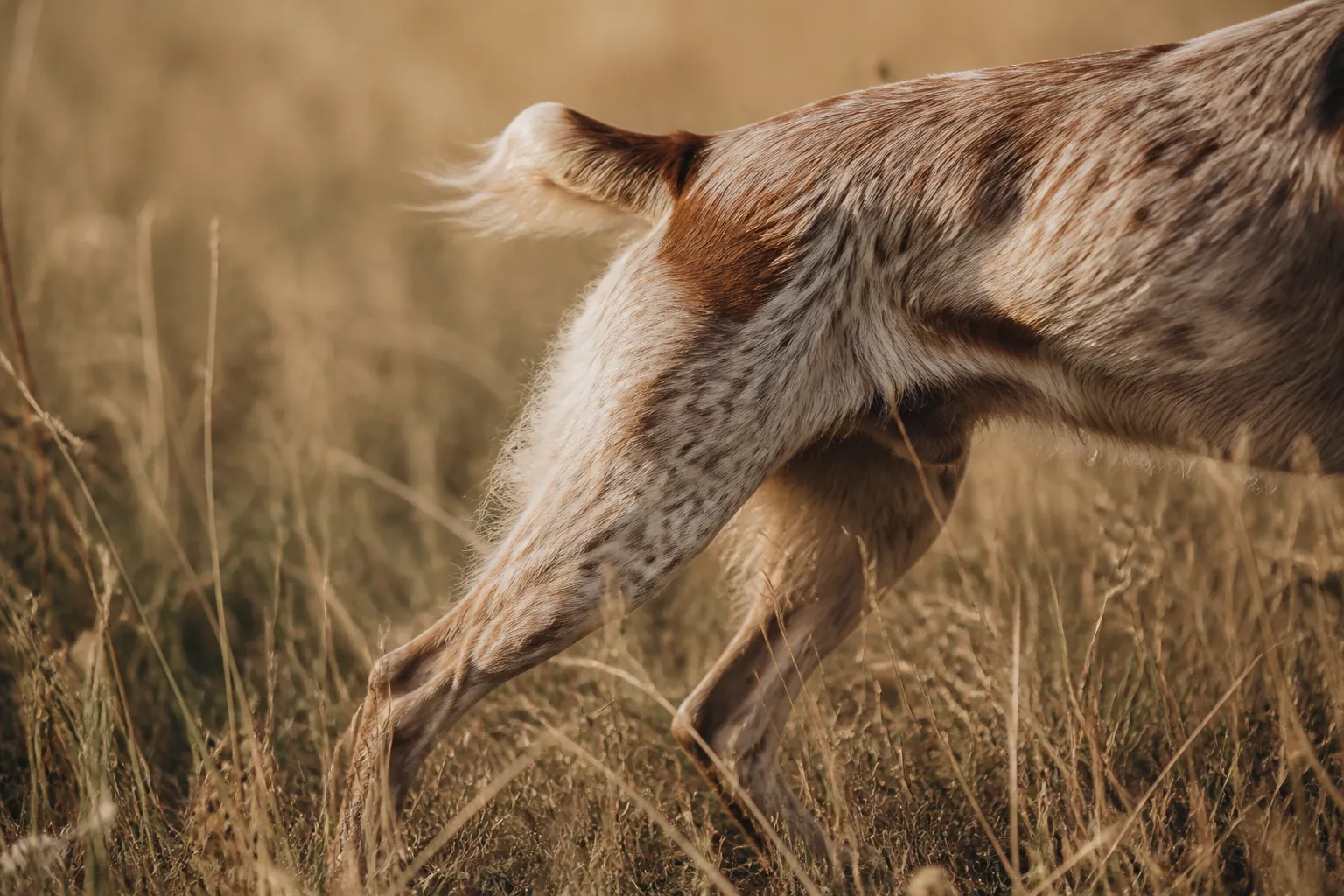 Épagneul Breton en action dans un champ de chasse