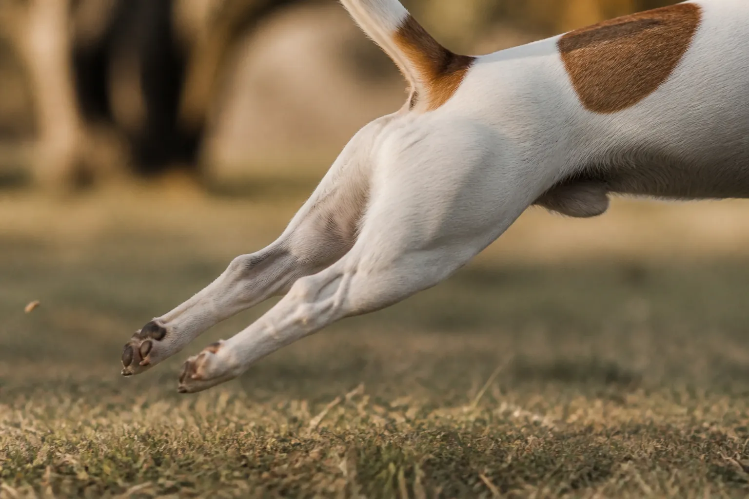 Jack Russell terrier en pleine course dans un parc