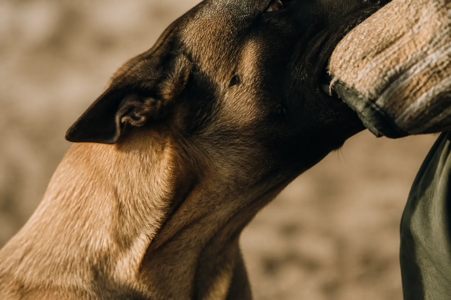 Malinois en plein saut lors d'un entraînement de ring