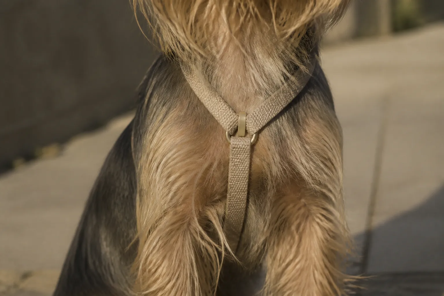 Yorkshire Terrier portant un harnais en Y lors d'une promenade