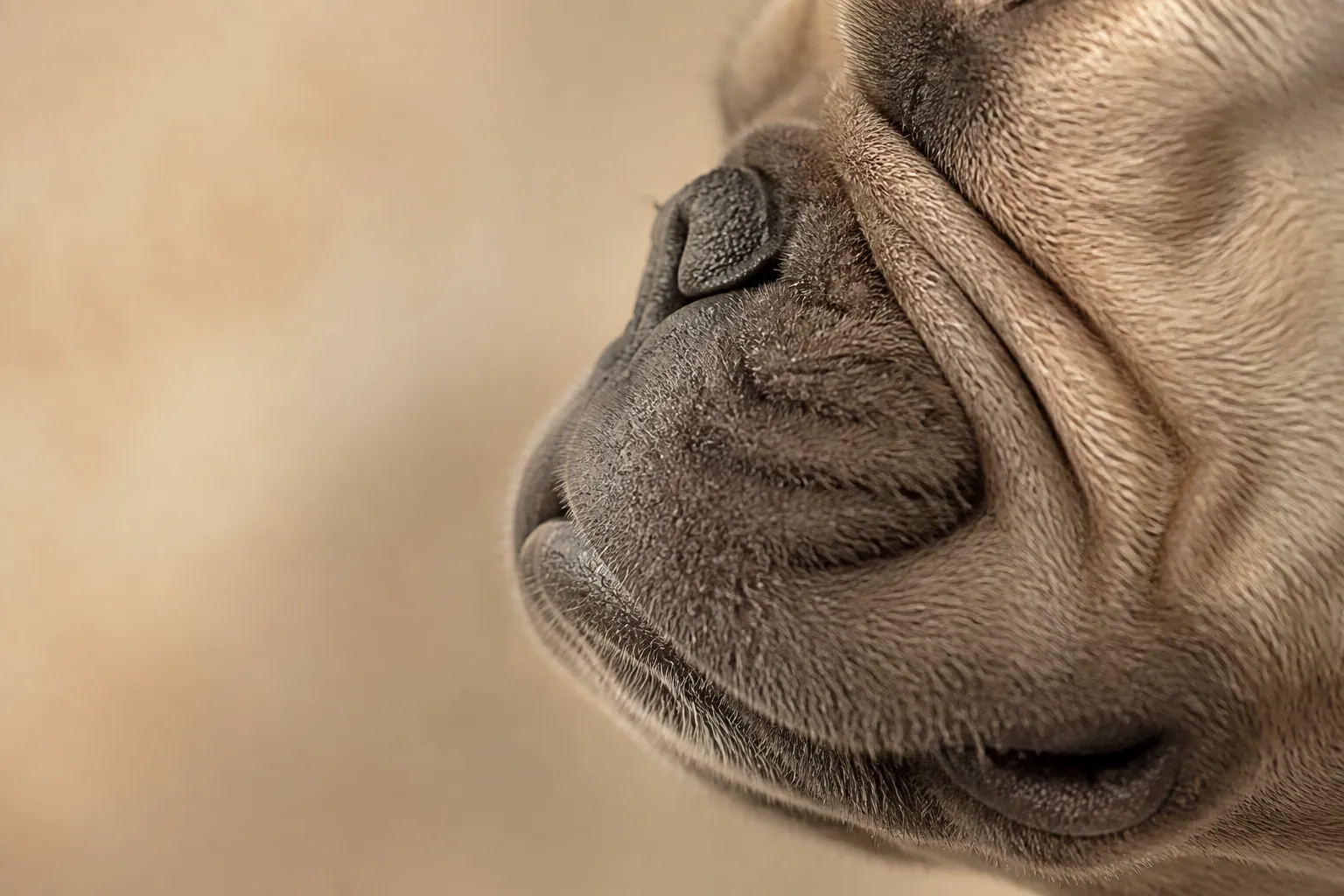 Chien brachycéphale chez le vétérinaire examen respiratoire