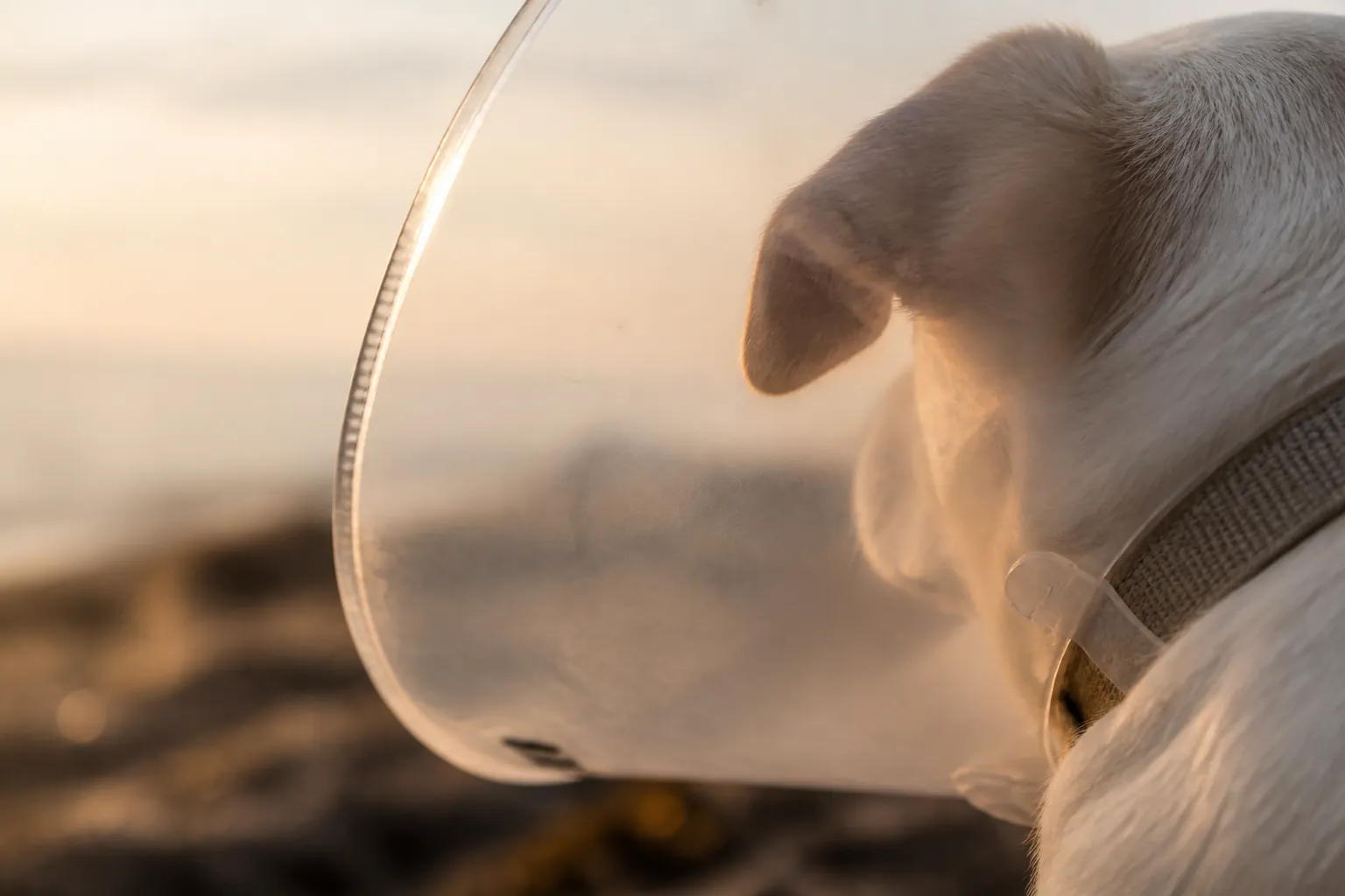 Chien portant une collerette de convalescence après castration chirurgicale
