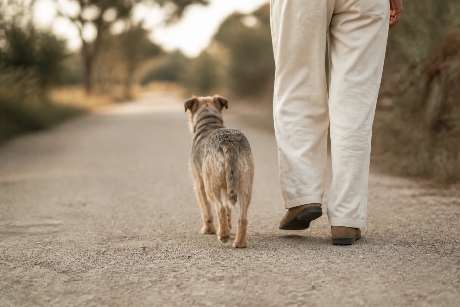3 règles d'assurance qui changent pour un chien de refuge