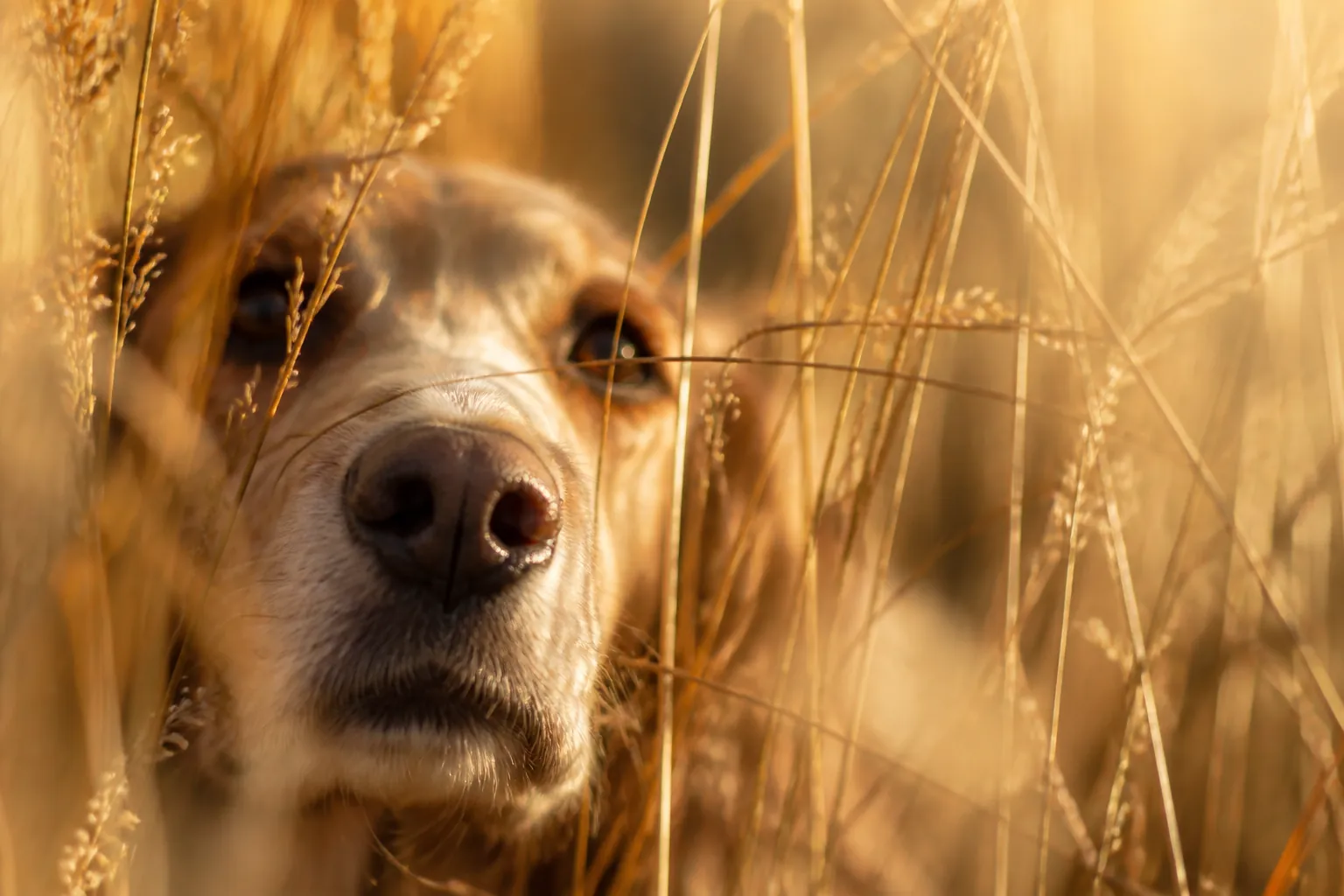 Chien de chasse Braque allemand en arrêt dans un champ avec chasseur