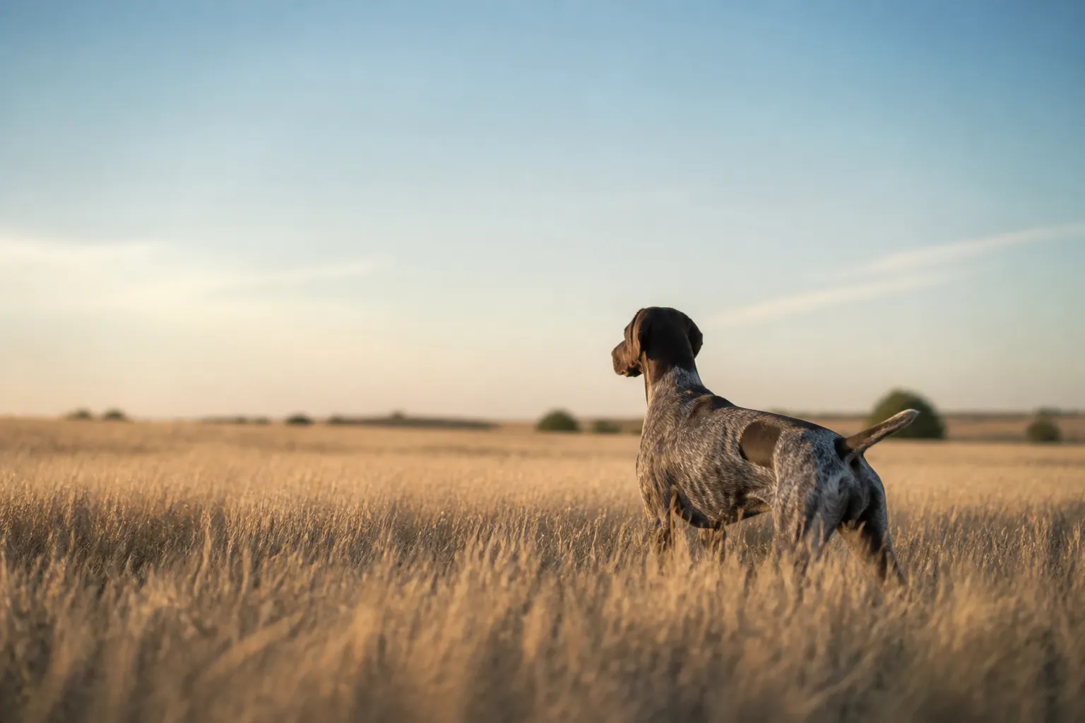 Chien de chasse blessé — RC chasseur ou assurance santé ?