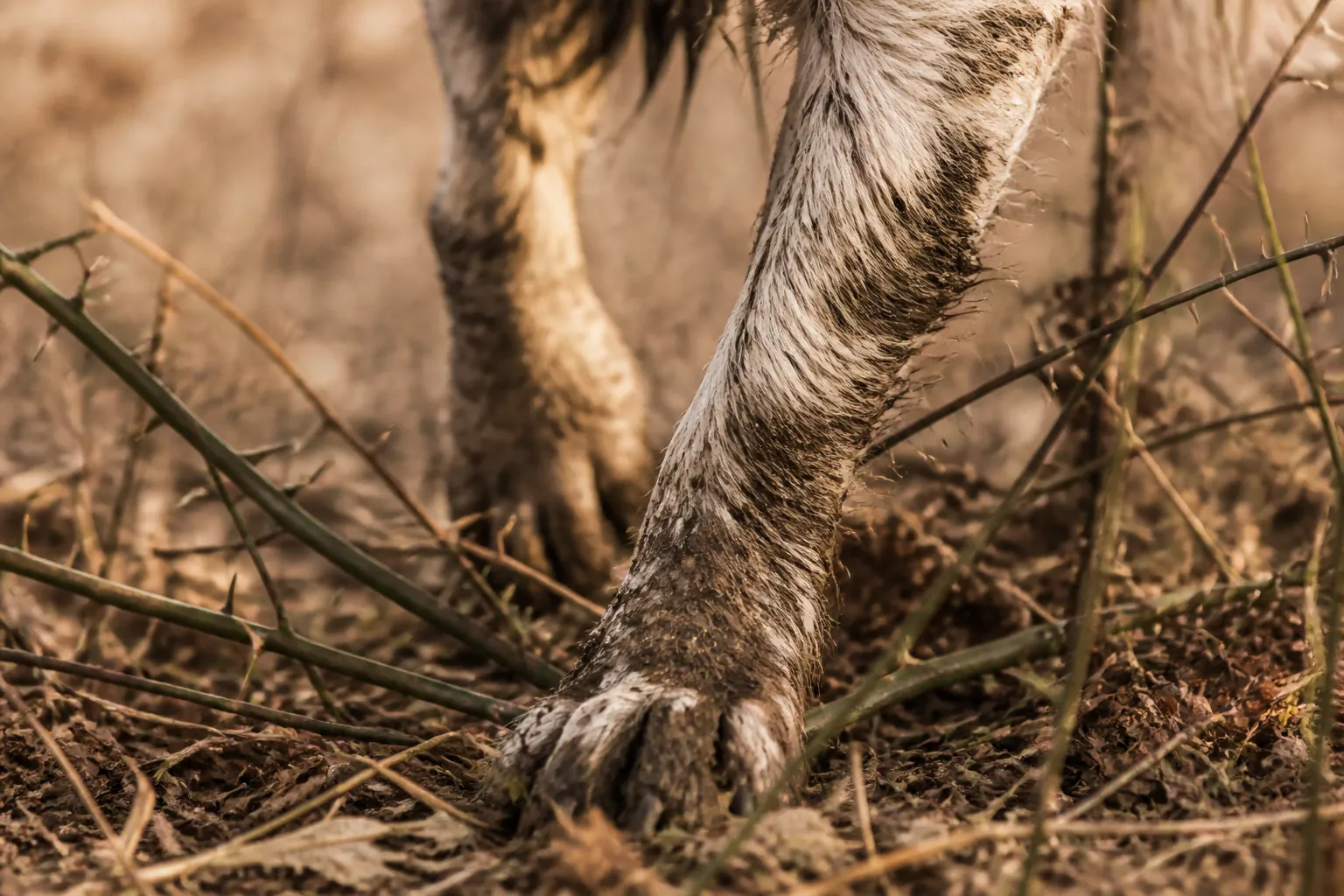 Épagneul Breton en action dans les ronces pendant une partie de chasse