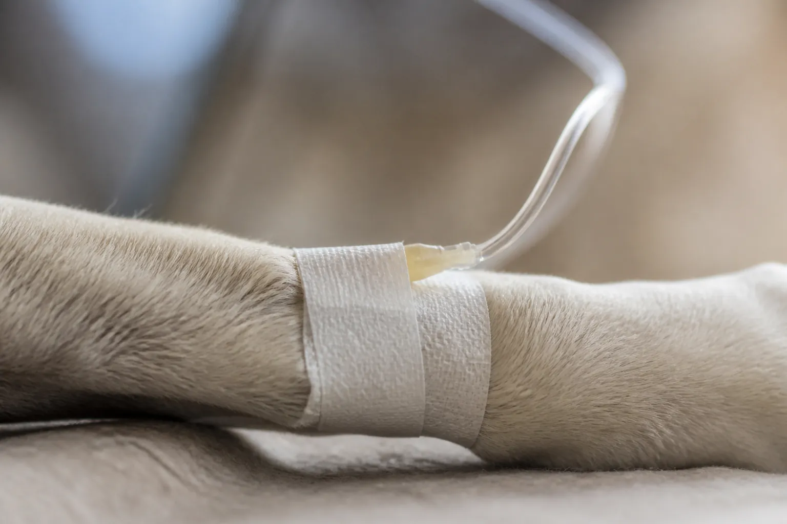 Chien hospitalisé sous perfusion dans une clinique vétérinaire