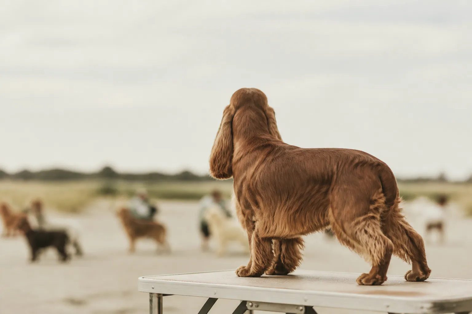 Le pedigree LOF fait-il grimper ou baisser le tarif ?