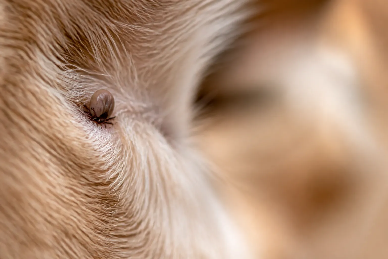 Tique accrochée dans le pelage d'un chien après une balade en forêt
