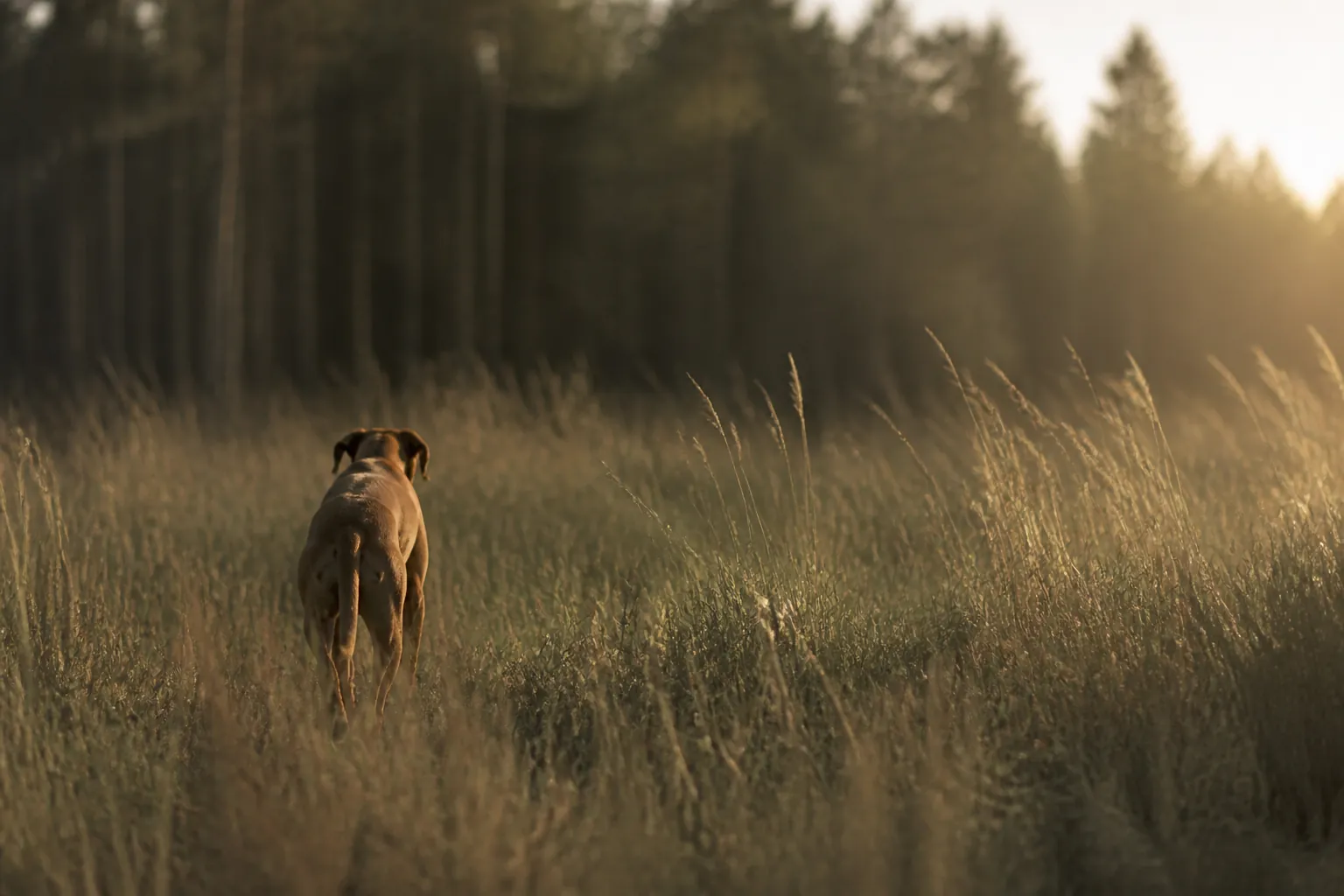 Tiques et maladies vectorielles du chien — les coûts réels