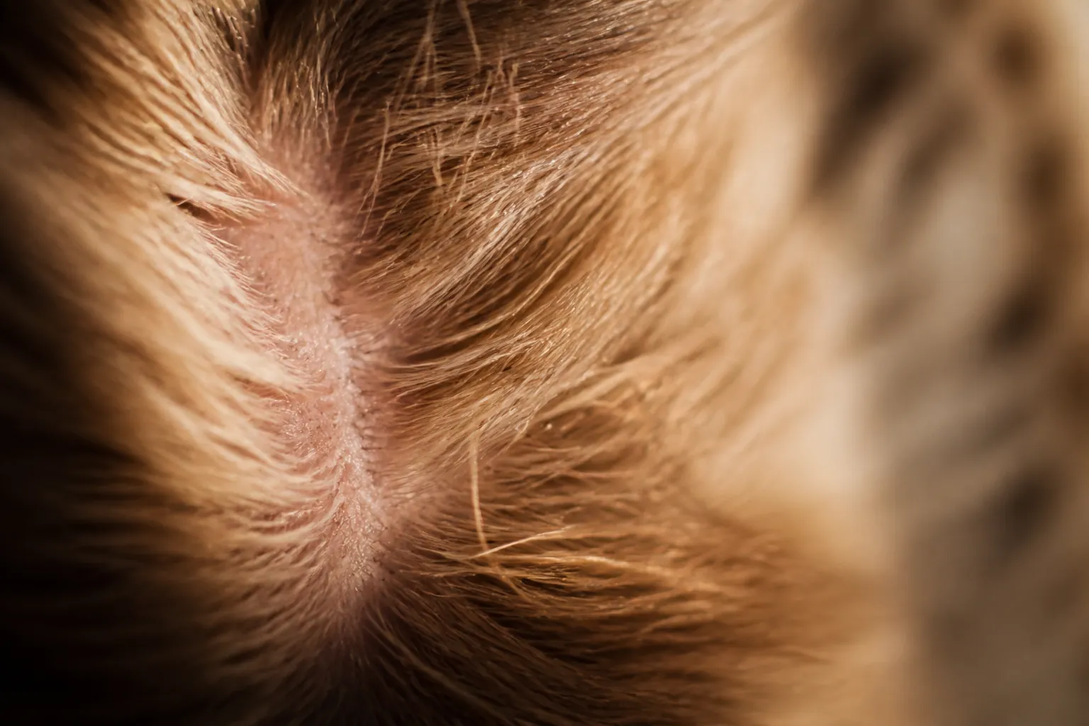 Gros plan de puce sur poil de chien